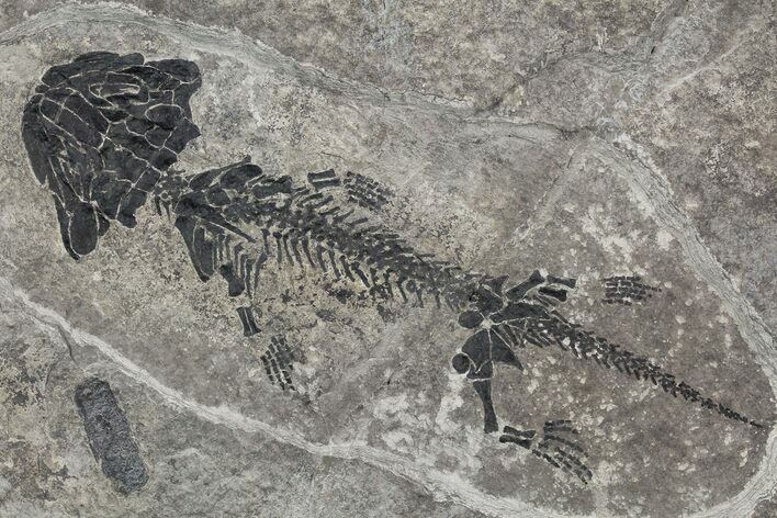 Discosauriscus (Early Permian Reptiliomorph) - Czech Republic #106346